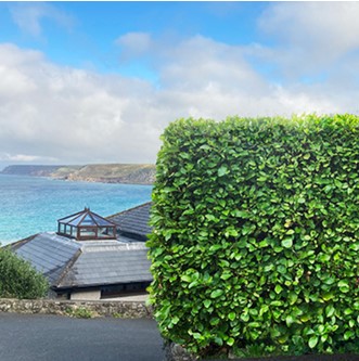 Griselinia littoralis Instant Hedge in Hedge Bag 100cm long x 150cm high x 40cm deep