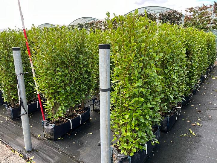 Griselinia littoralis Instant Hedge in Hedge Bag 100cm long x 150cm high x 40cm deep