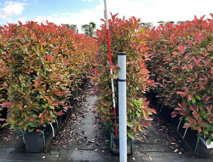 Instant Hedge Photinia Red Robin in Hedge Bag