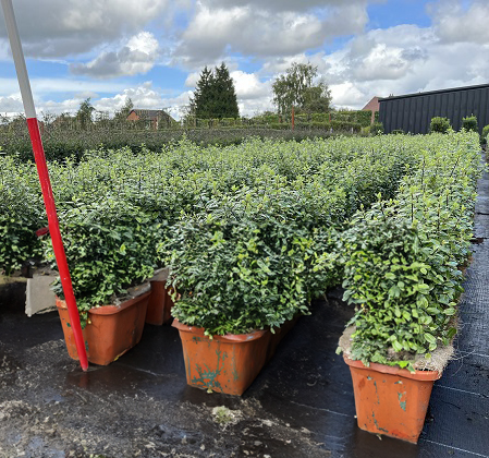 Instant Hedge Pittosporum tenuifolium Golf Ball in trough