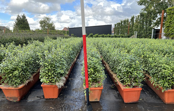 Instant Hedge Pittosporum tenuifolium Golf Ball in trough