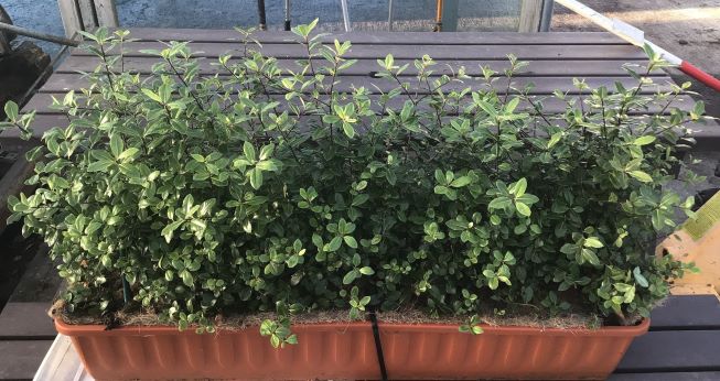 Instant Hedge Pittosporum tenuifolium Golf Ball in trough