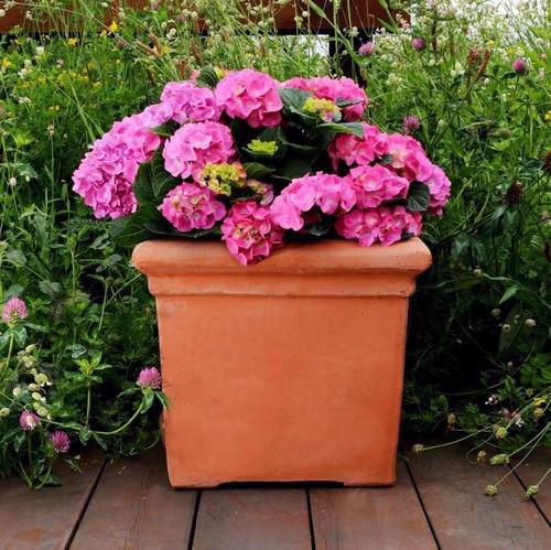 Terracotta Baytree Square planter